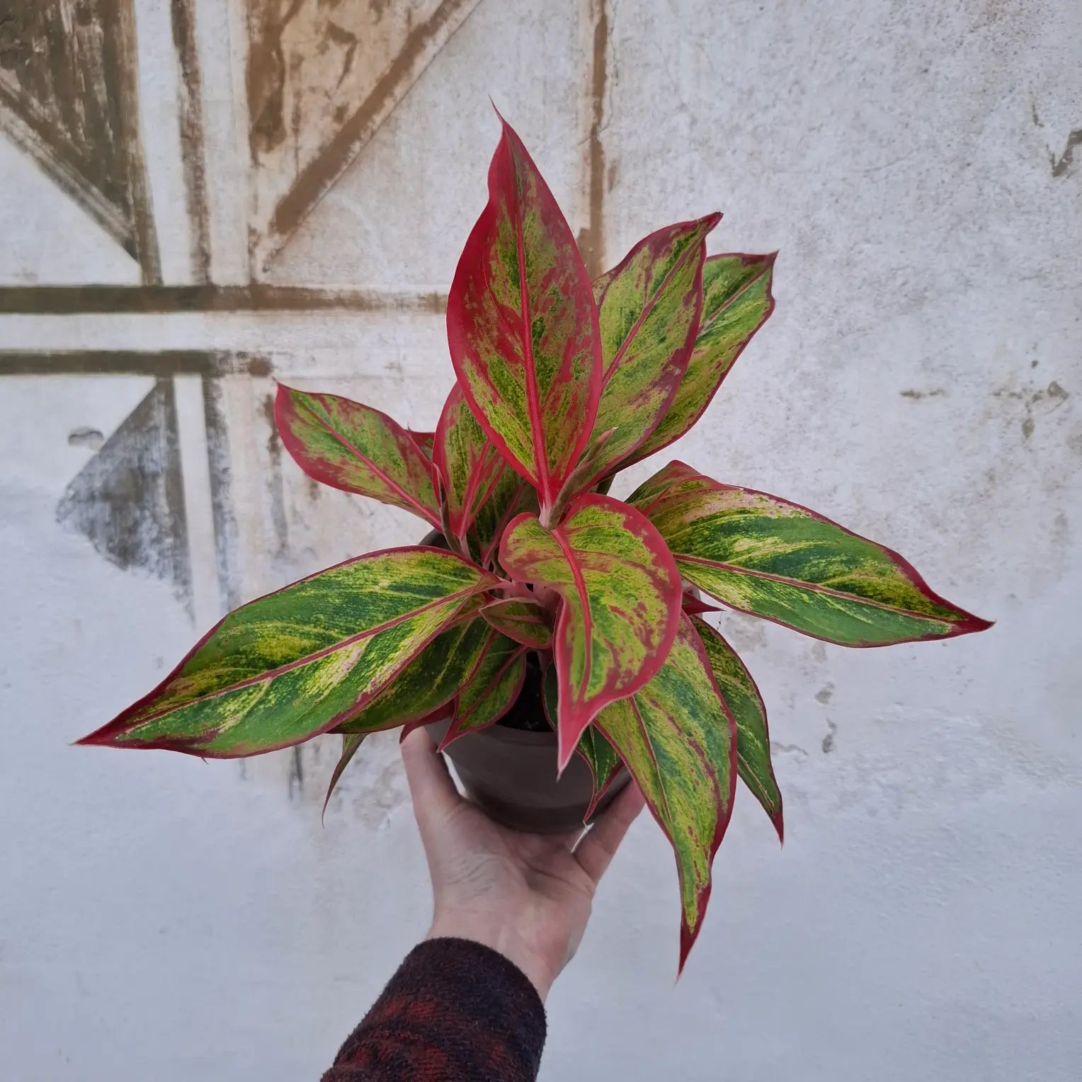 Aglaonema Siam Aurora