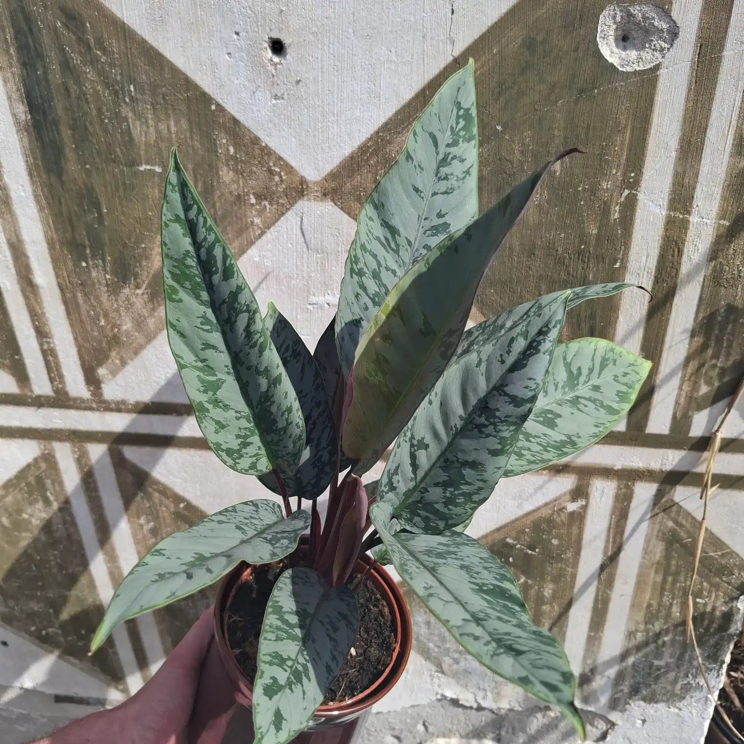 Apoballis acuminatissima "Red Sword"