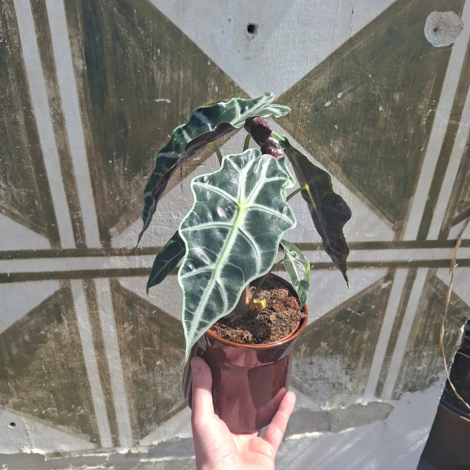 Alocasia amazonica "Polly"
