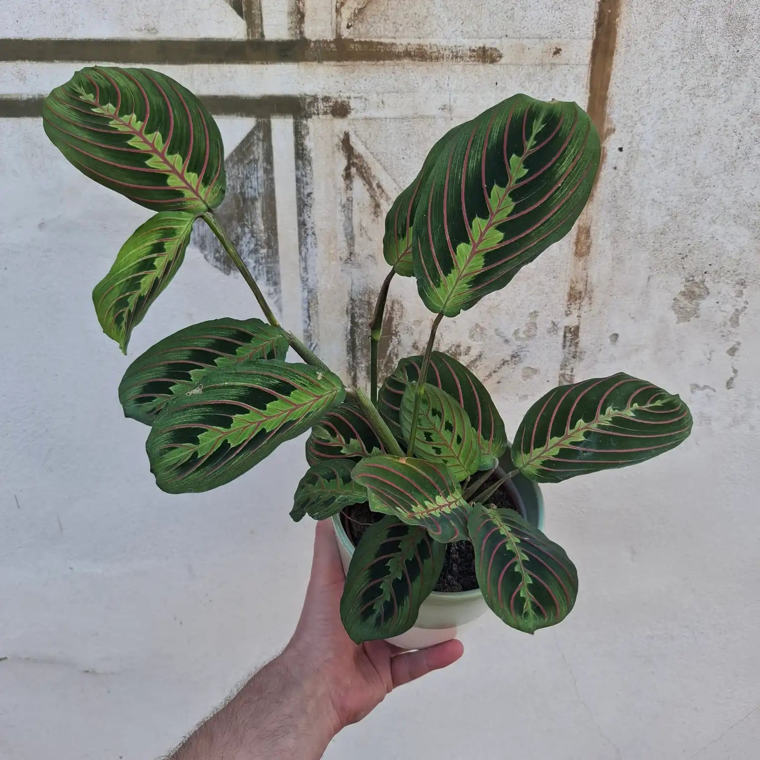 Maranta Leuconera 'Fascinator'
