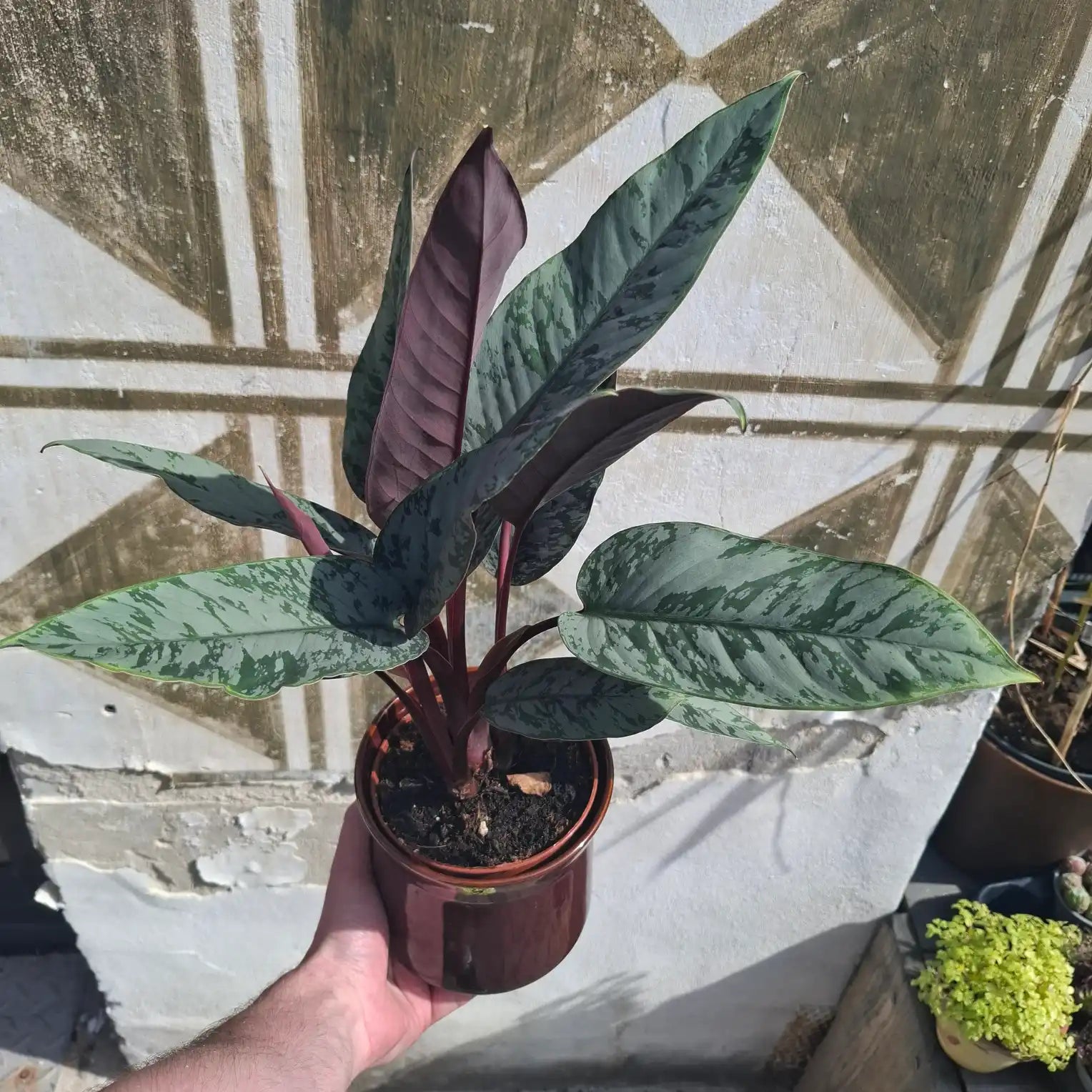 Apoballis acuminatissima "Red Sword"