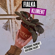 Fialka Kliment Fialový