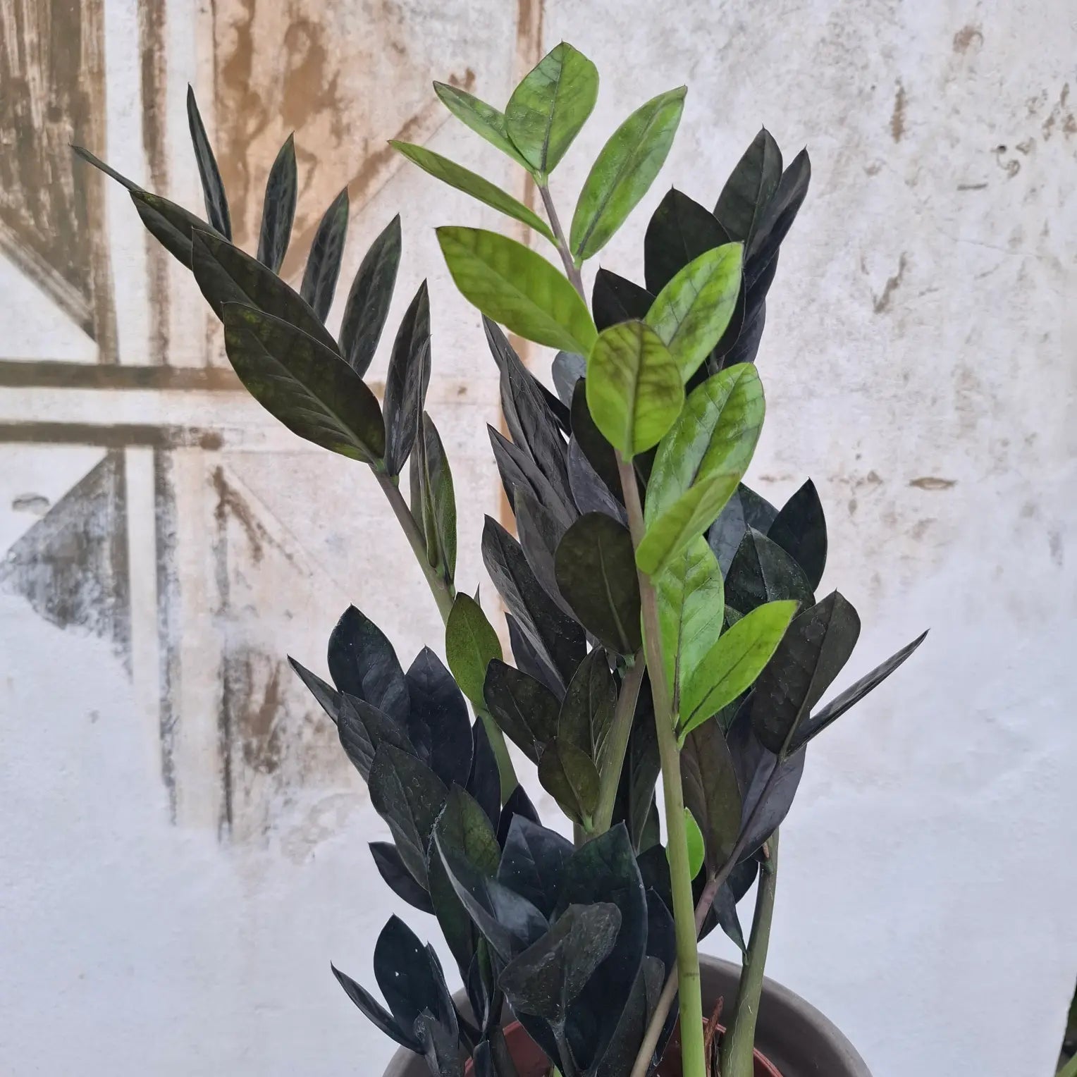 Zamioculcas Raven