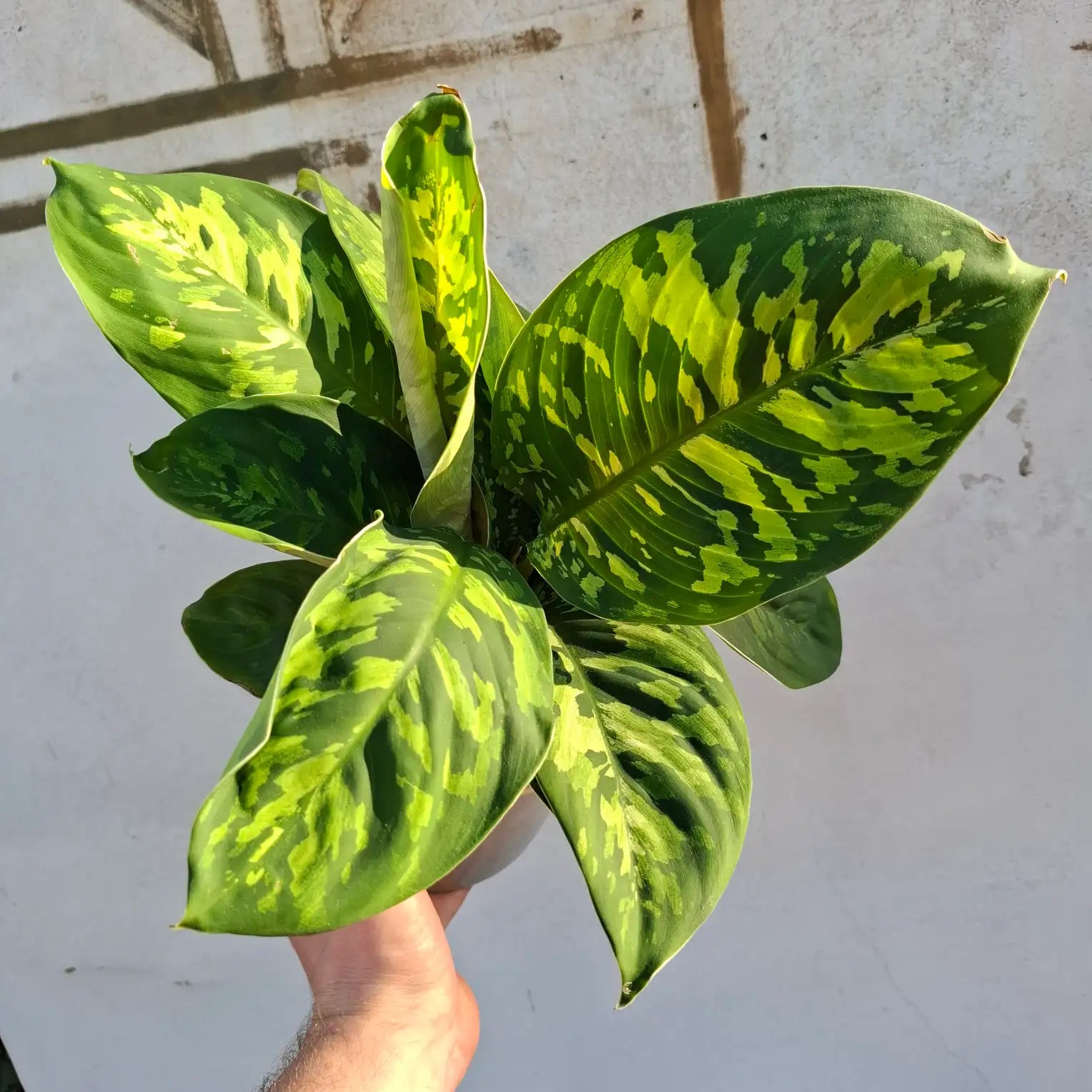 Homalomena Camouflage