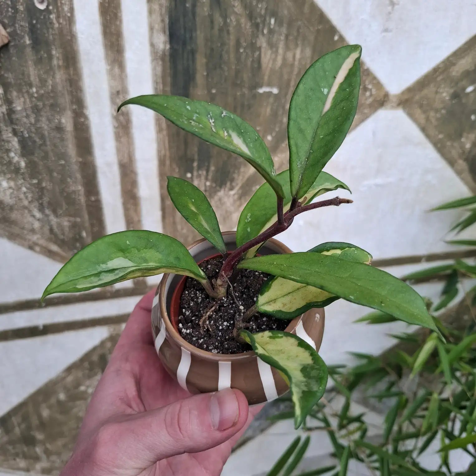 Baby Hoya Carnosa "Tricolor"