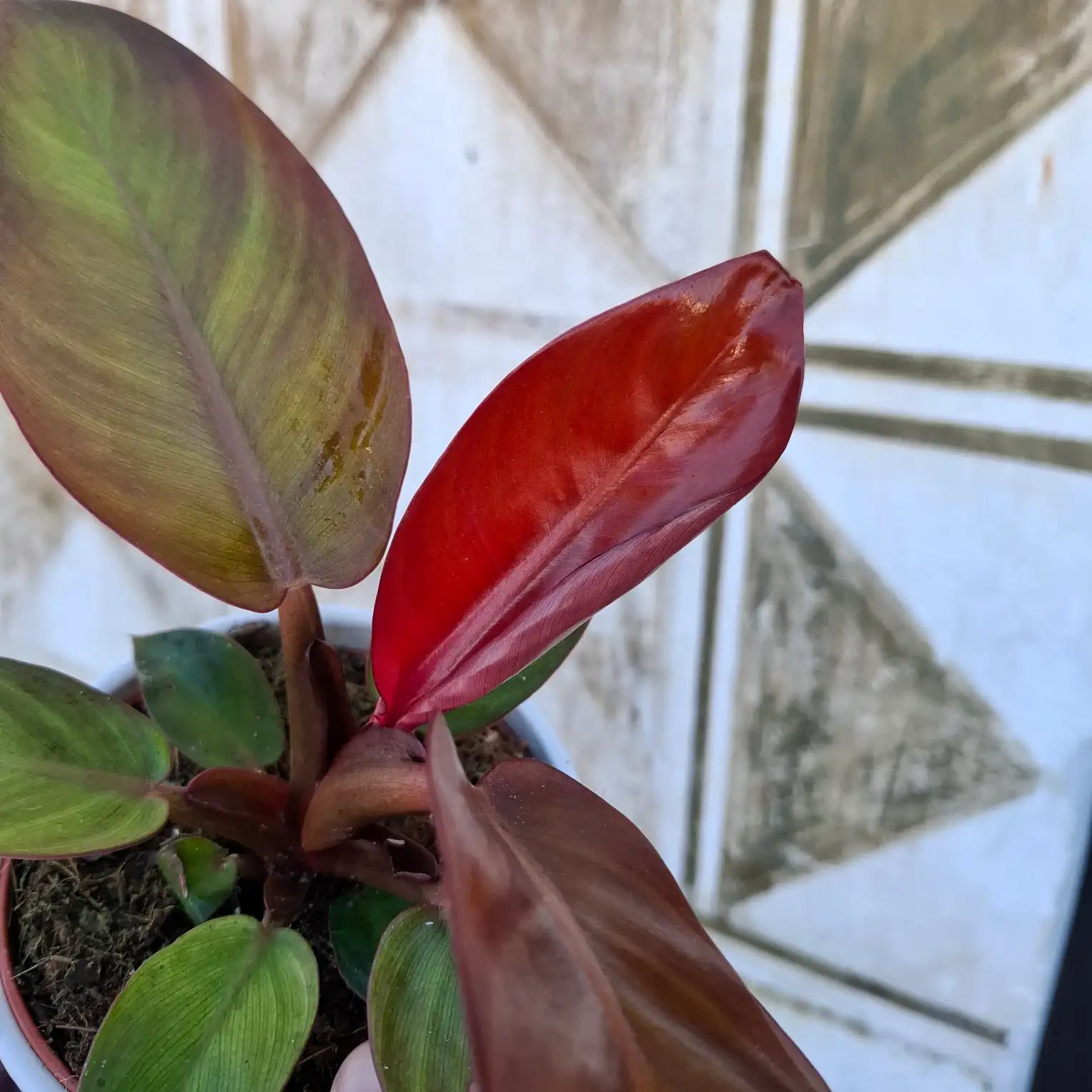 Philodendron ‘Red Sun’