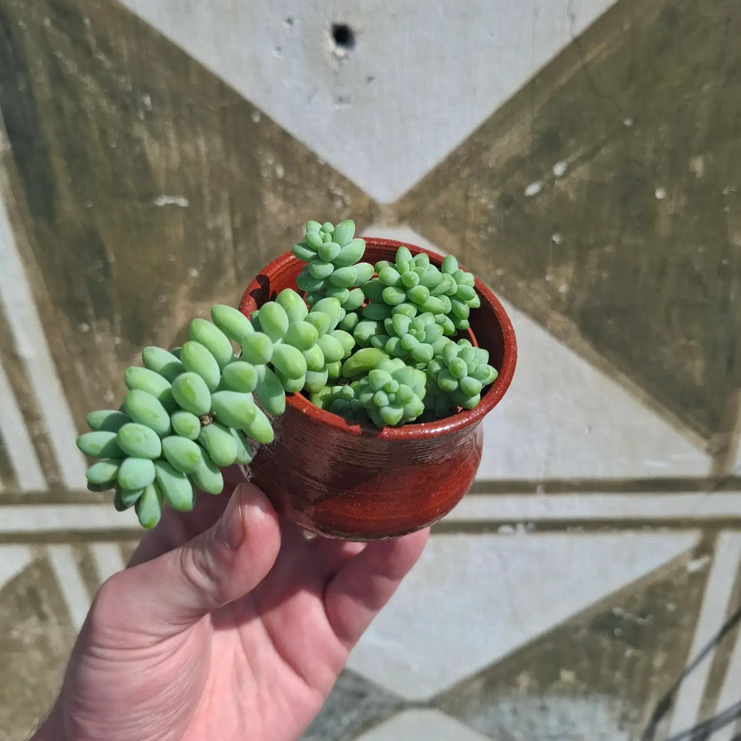 Sedum Burrito