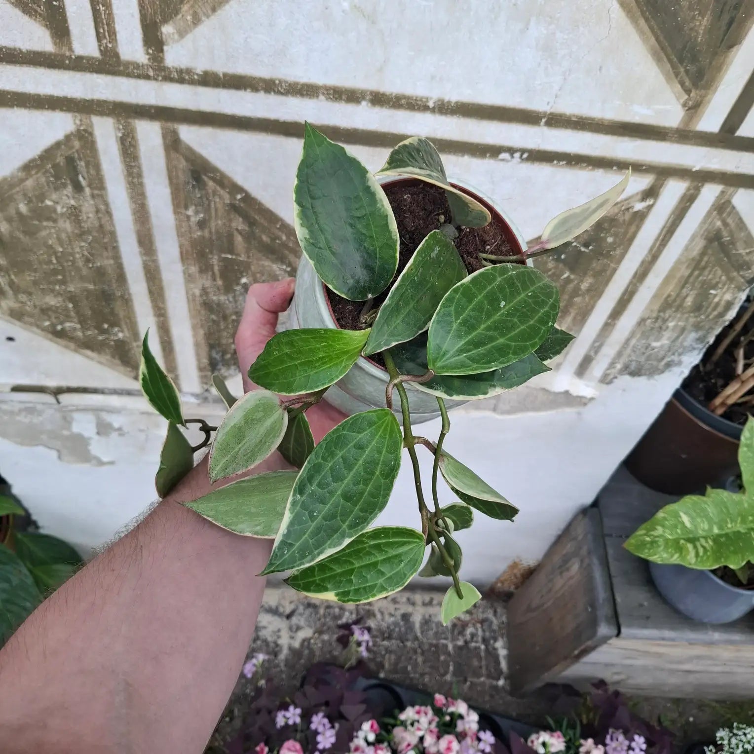 Hoya Macrophylla "Variegata"