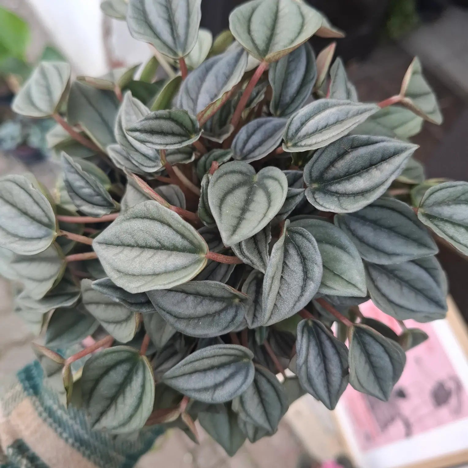 Peperomia Albovittata "Piccolo Banda"