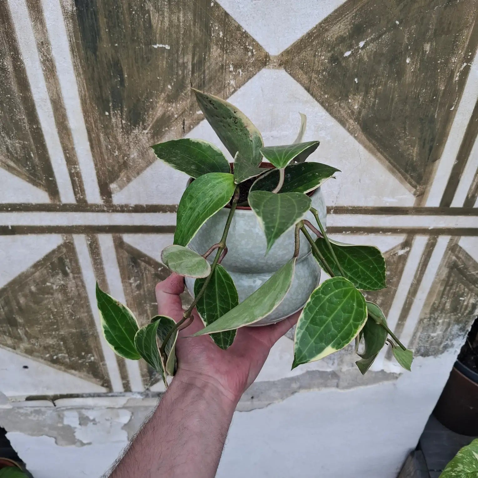 Hoya Macrophylla "Variegata"