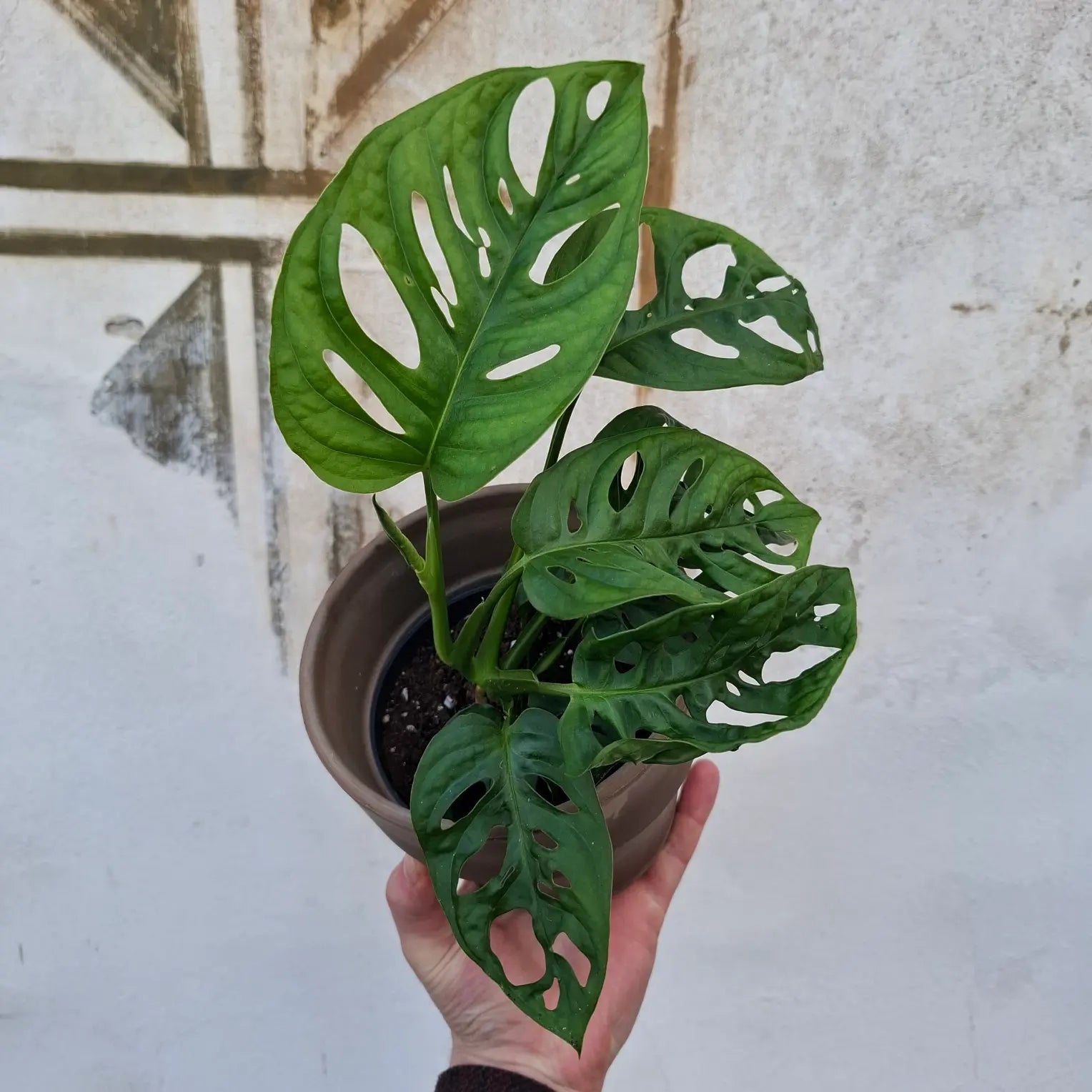 Monstera Adansonii