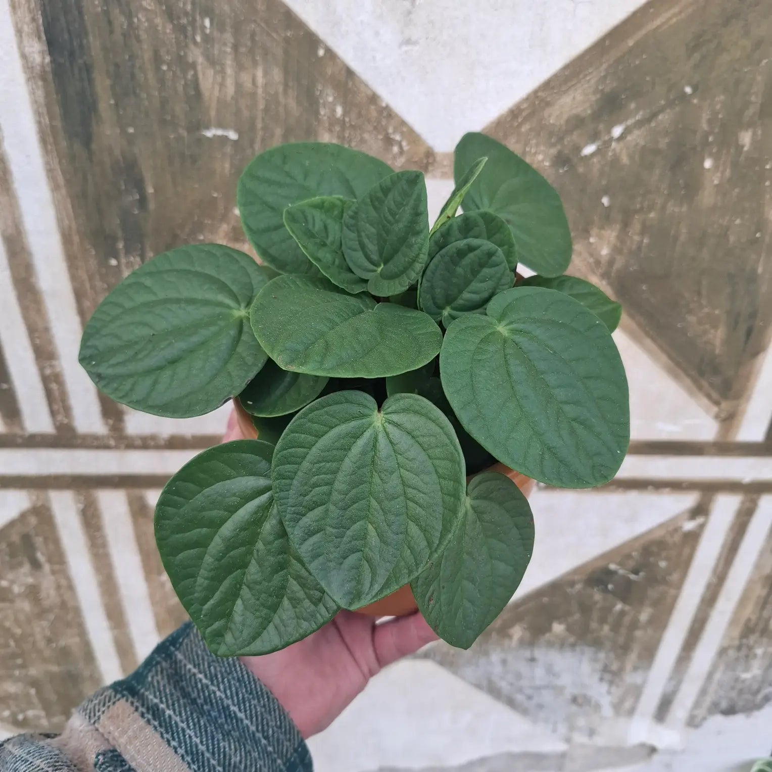 Peperomia Albovittata "Rana Verde"