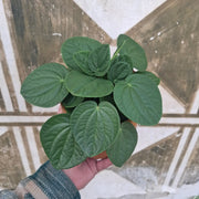 Peperomia Albovittata "Rana Verde"