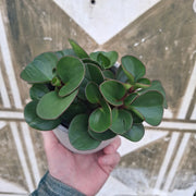 Peperomia Magnoliifolia