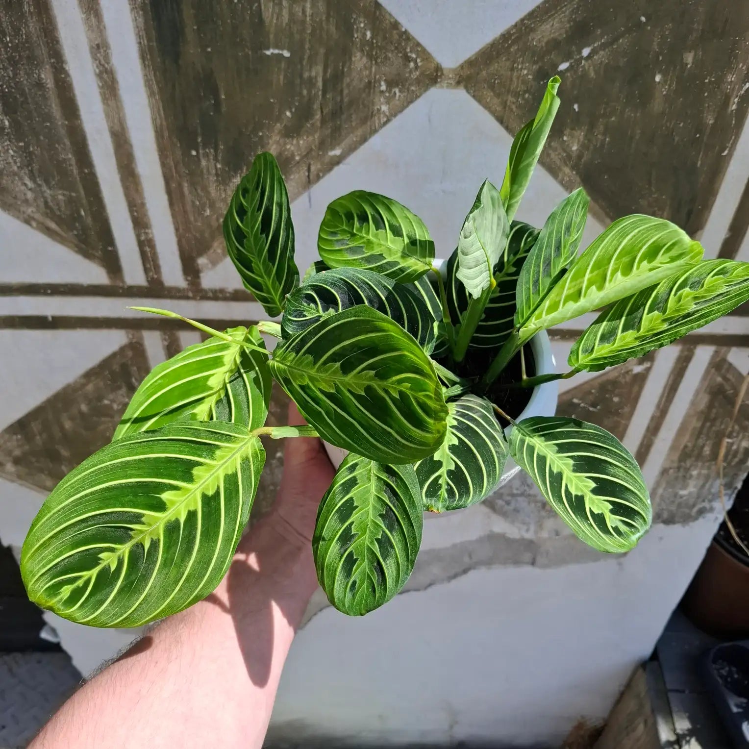 Maranta Leuconera 'Lemon Lime'