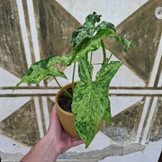 Syngonium ‘Mottled Mojito’