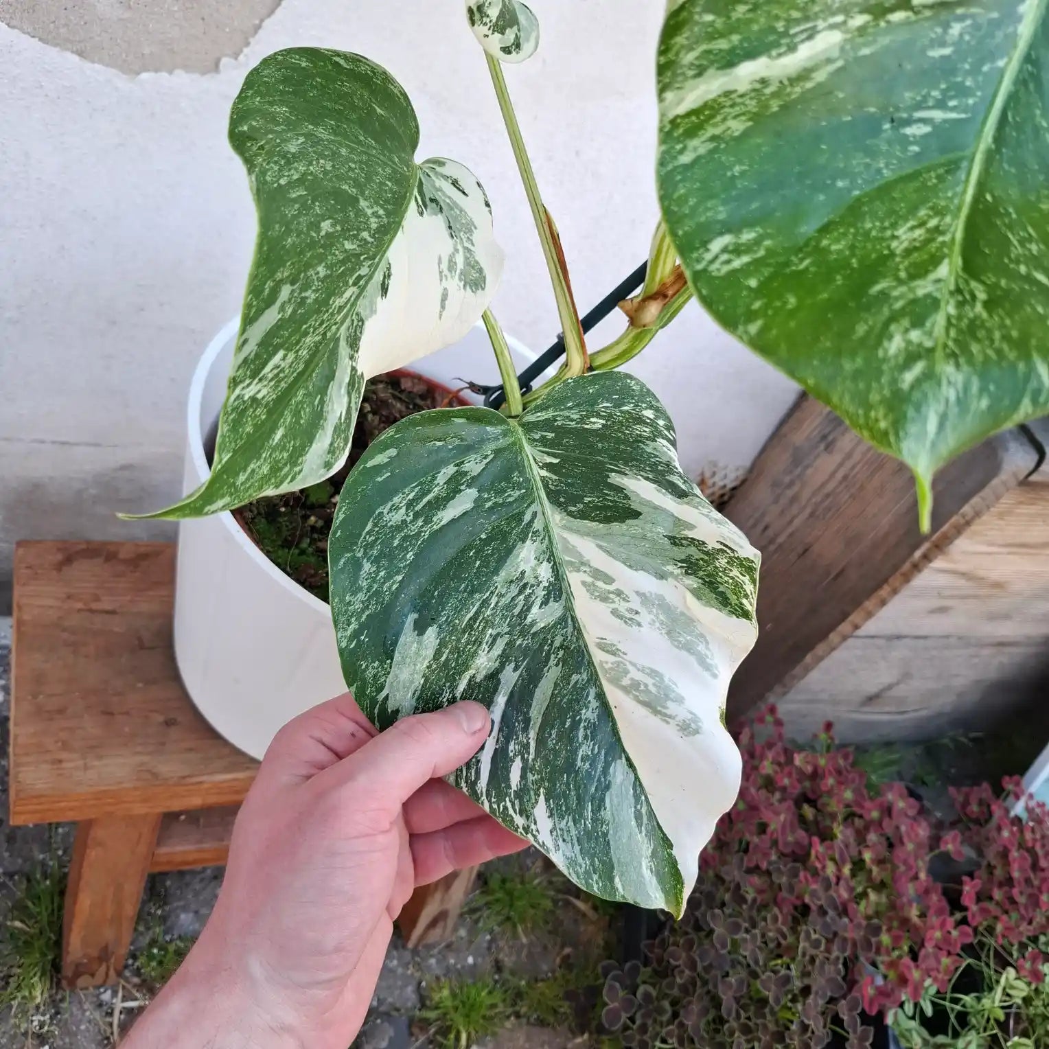 Monstera Deliciosa Albo Variegata (Konkrétny kus 5)