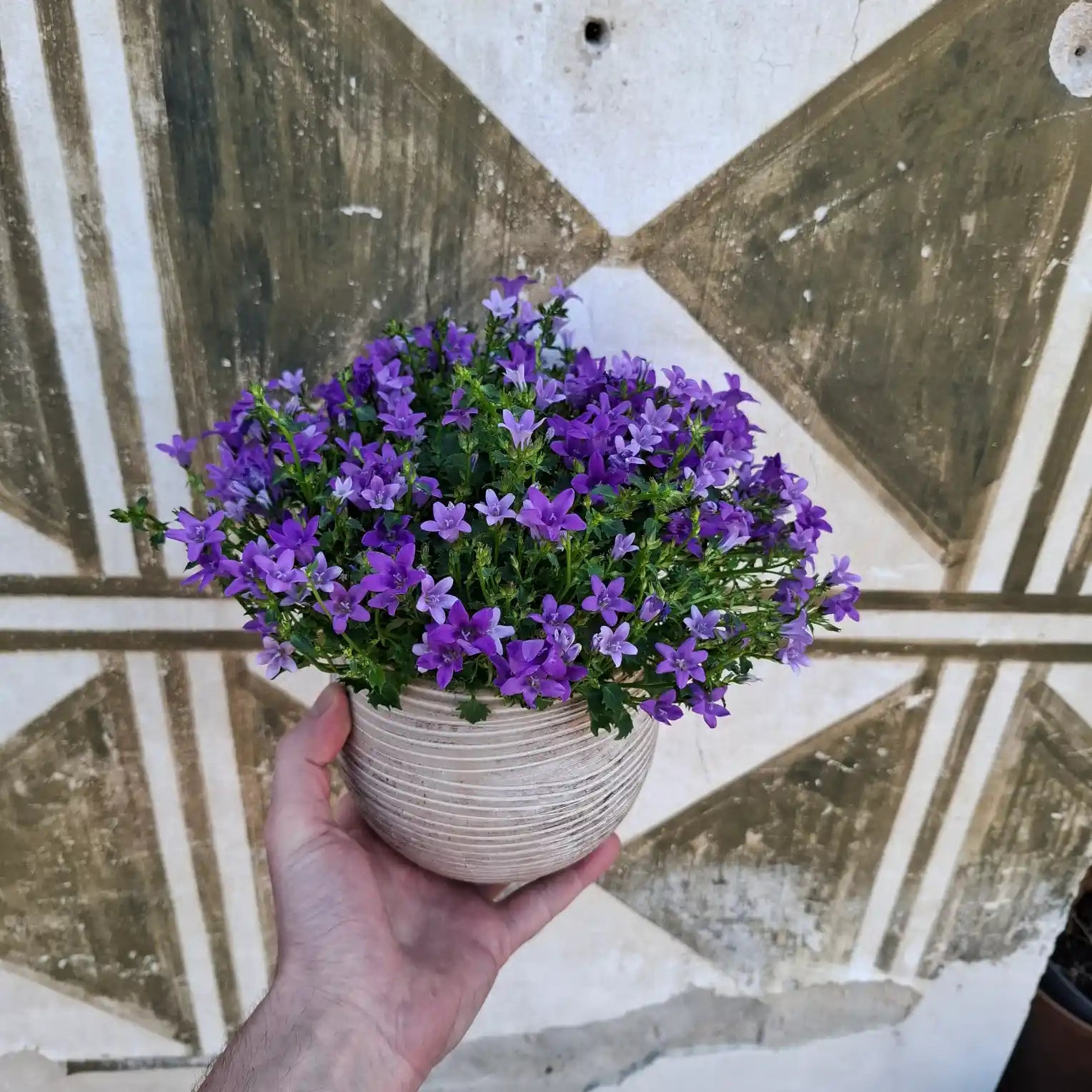 Campanula portenschlagiana "Blue One"