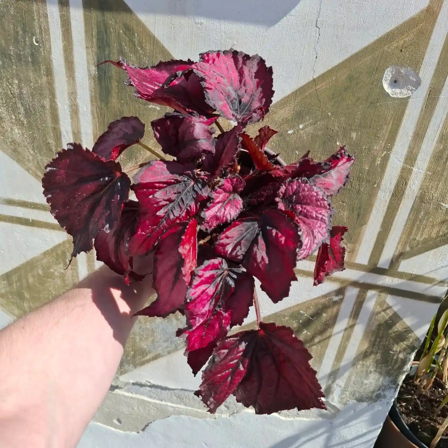 Begonia Rex "Red Kiss"
