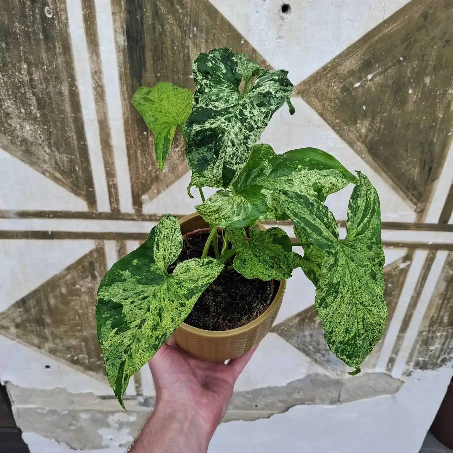 Syngonium ‘Mottled Mojito’
