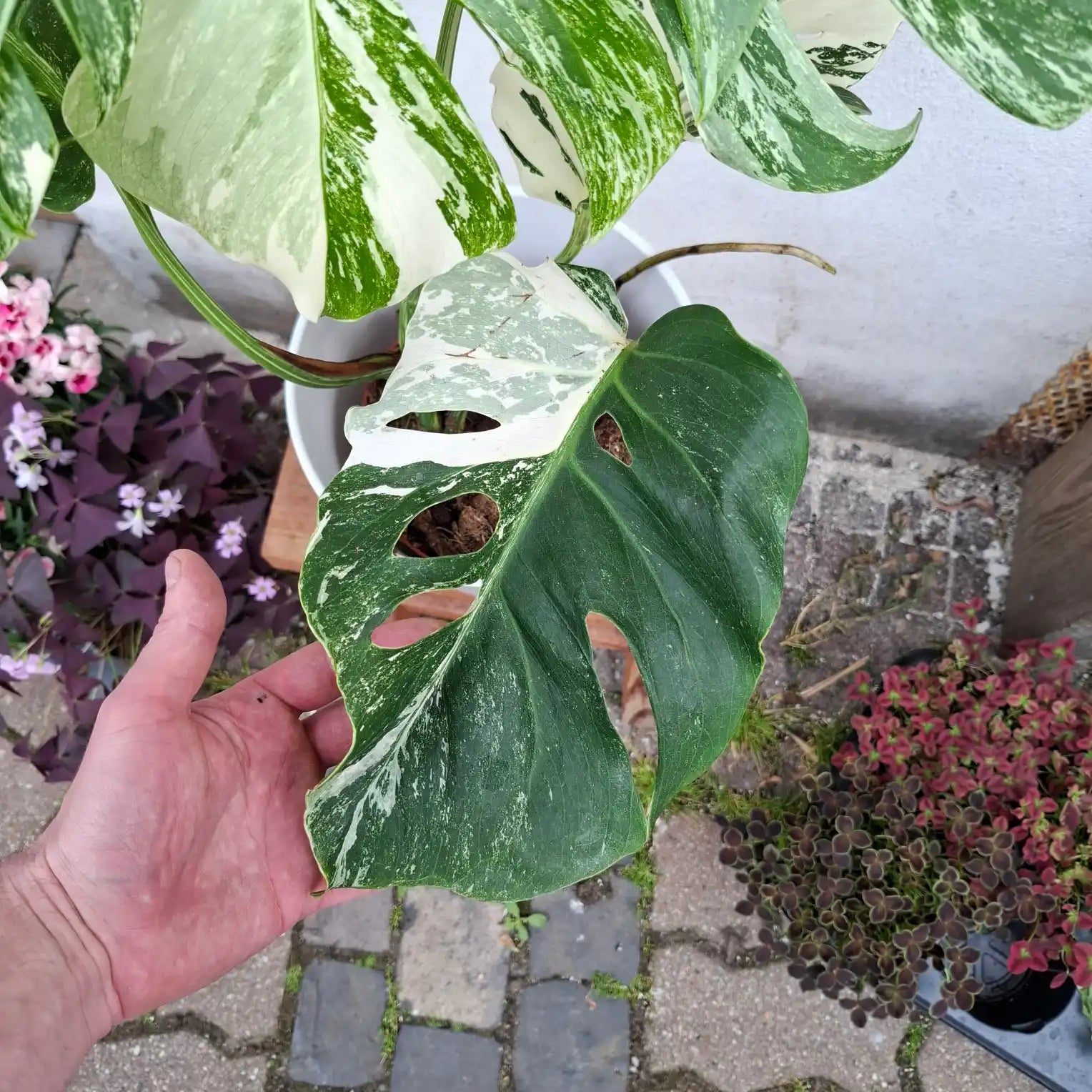 Monstera Deliciosa Albo Variegata (Konkrétny kus 2)