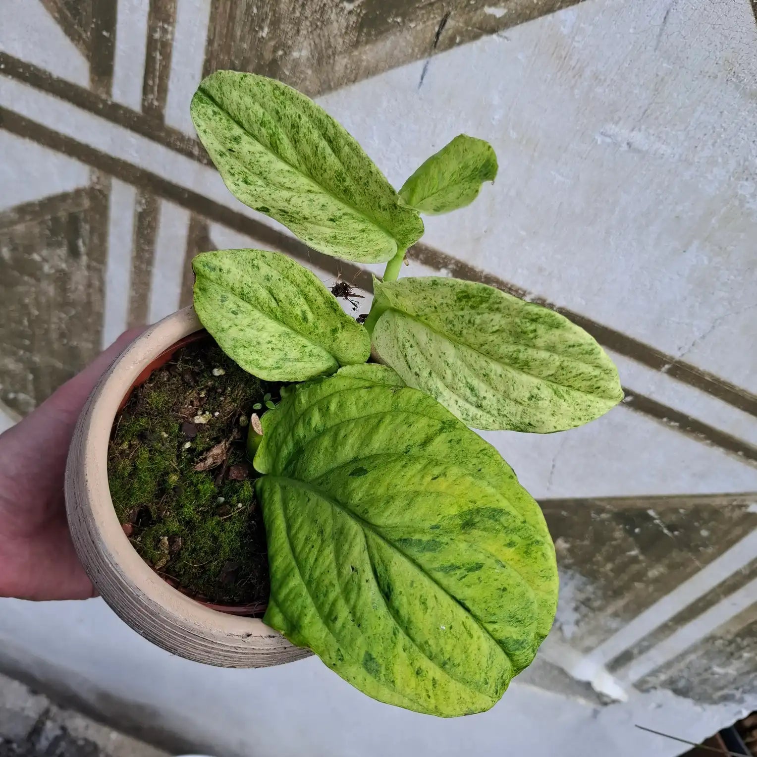 Rhaphidophora Korthalsii "Marble Aura"