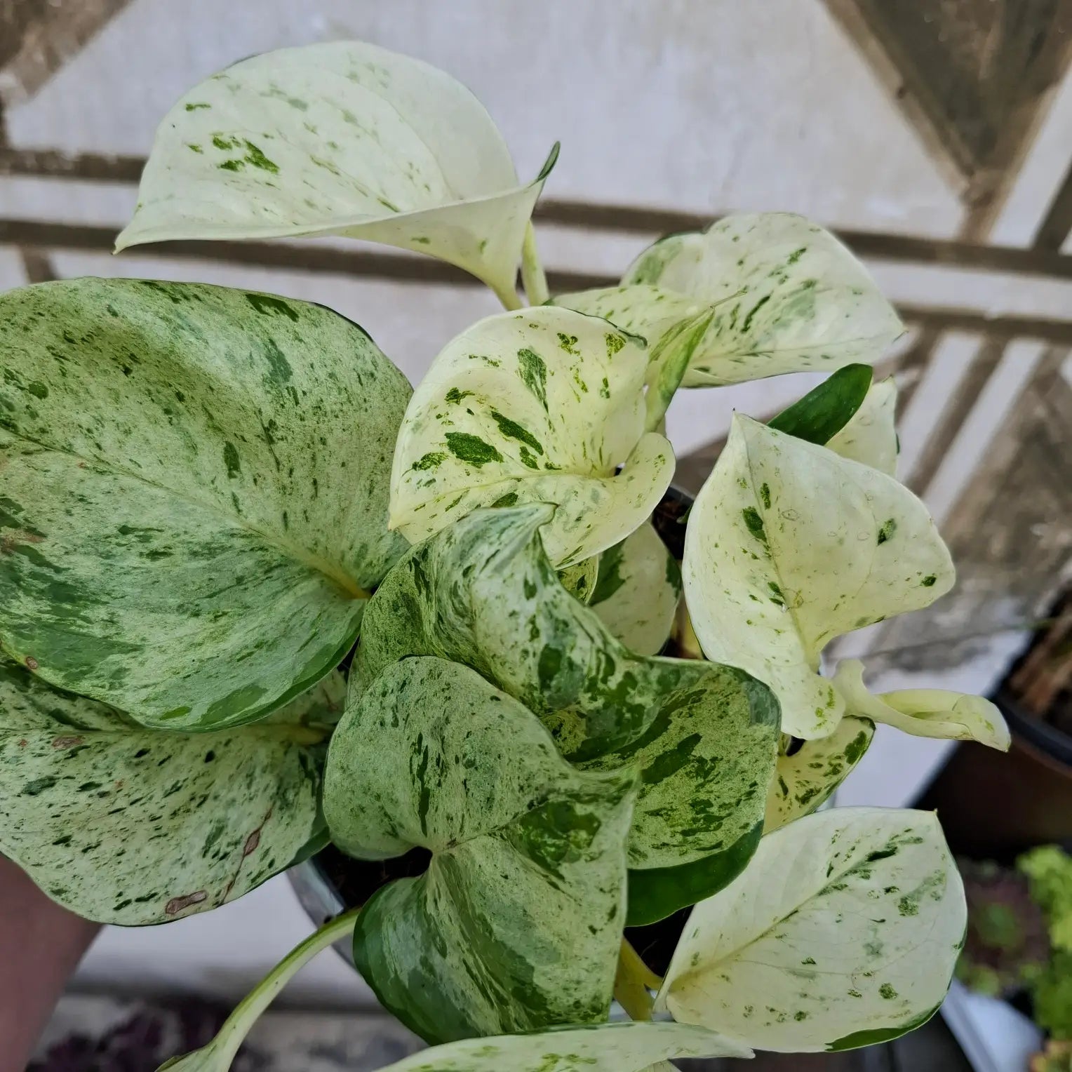 Epipremnum Manjula "Happy Leaf"