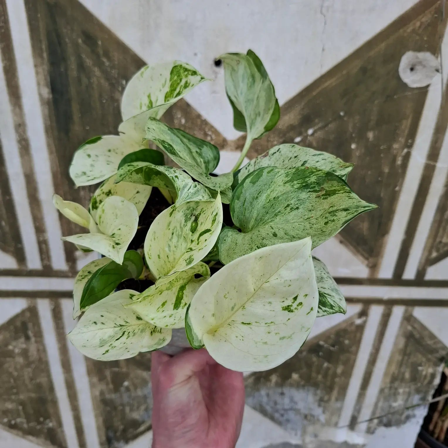Epipremnum Manjula "Happy Leaf"