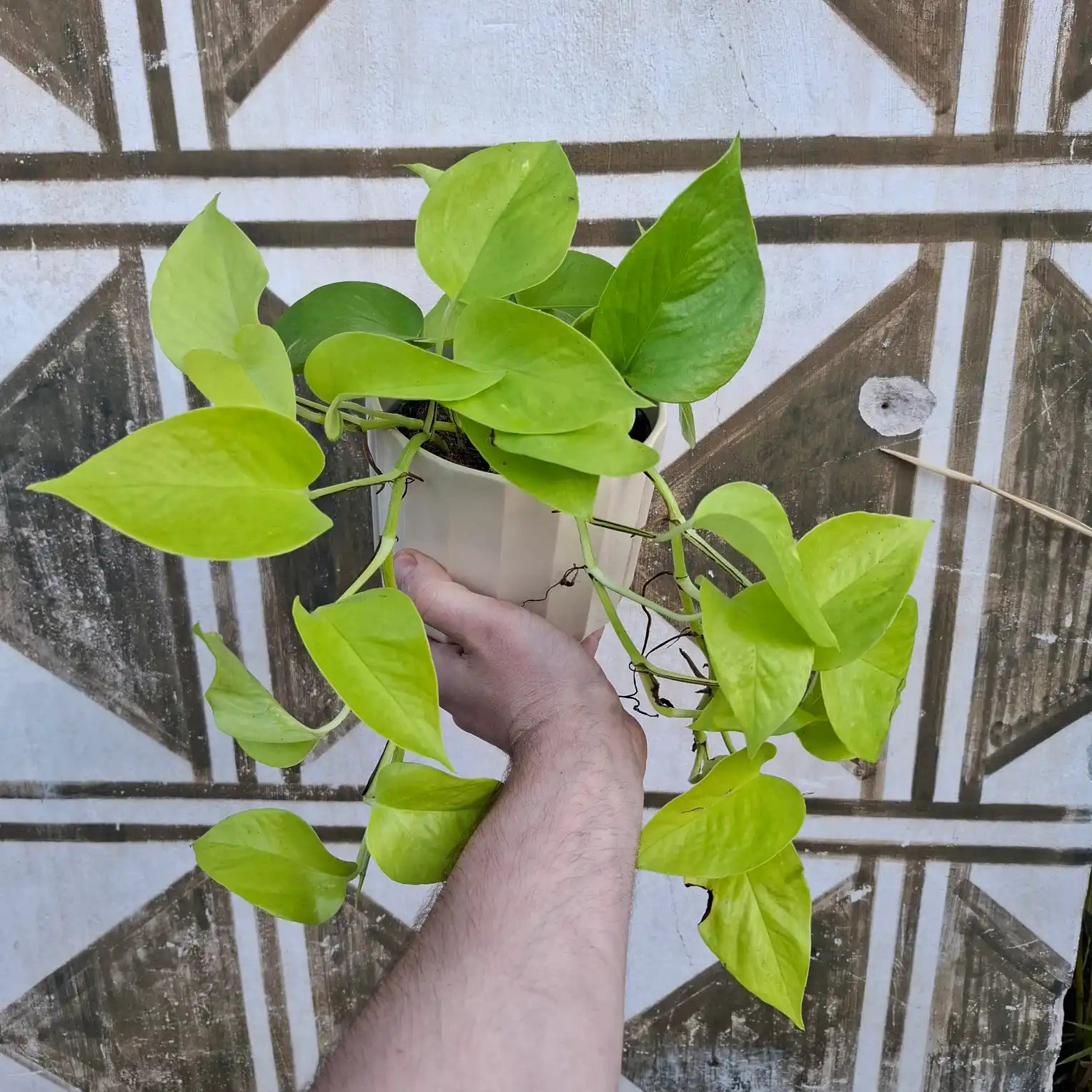 Epipremnum Neon "Golden Pothos" XL