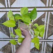 Epipremnum Neon "Golden Pothos" XL