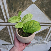 Rhaphidophora Korthalsii "Marble Aura"