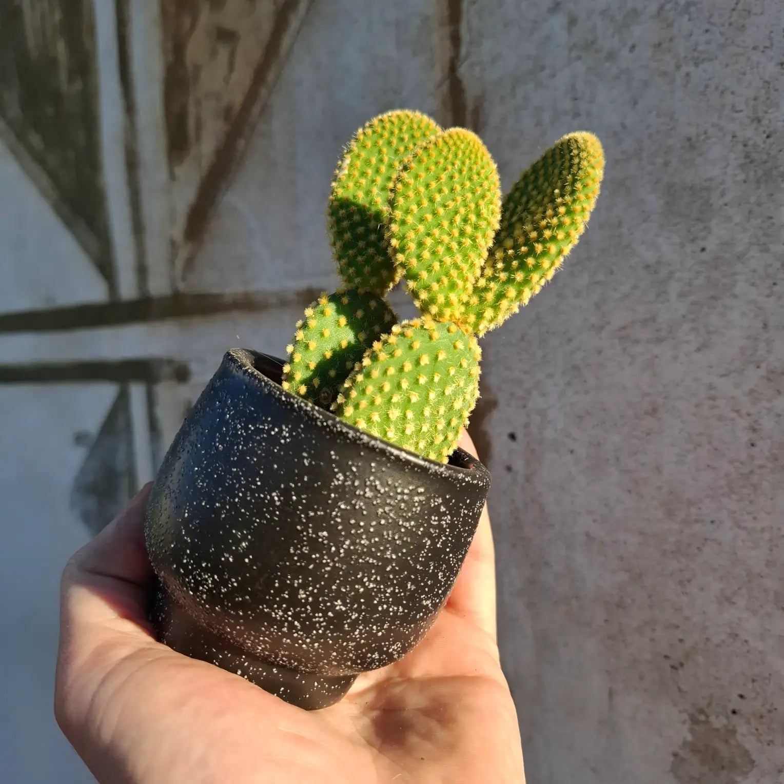 Opuntia microdasys var. pallida