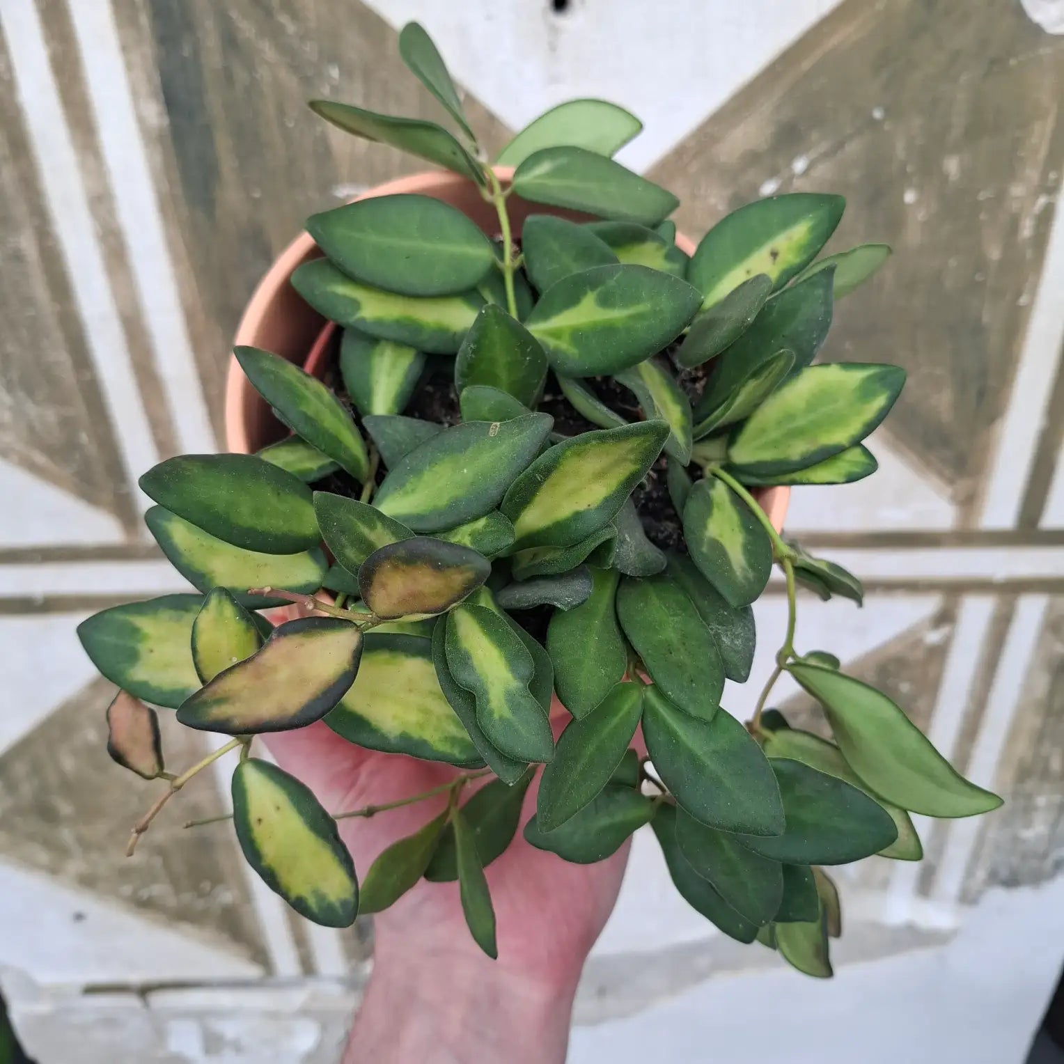 Hoya "DS 70"
