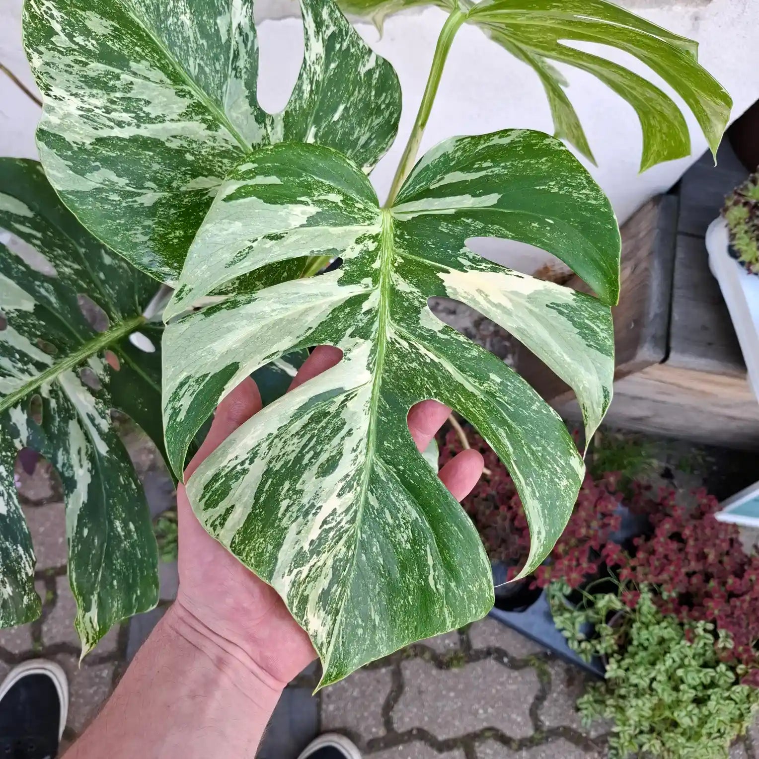 Monstera Deliciosa Albo Variegata (Konkrétny kus 4)