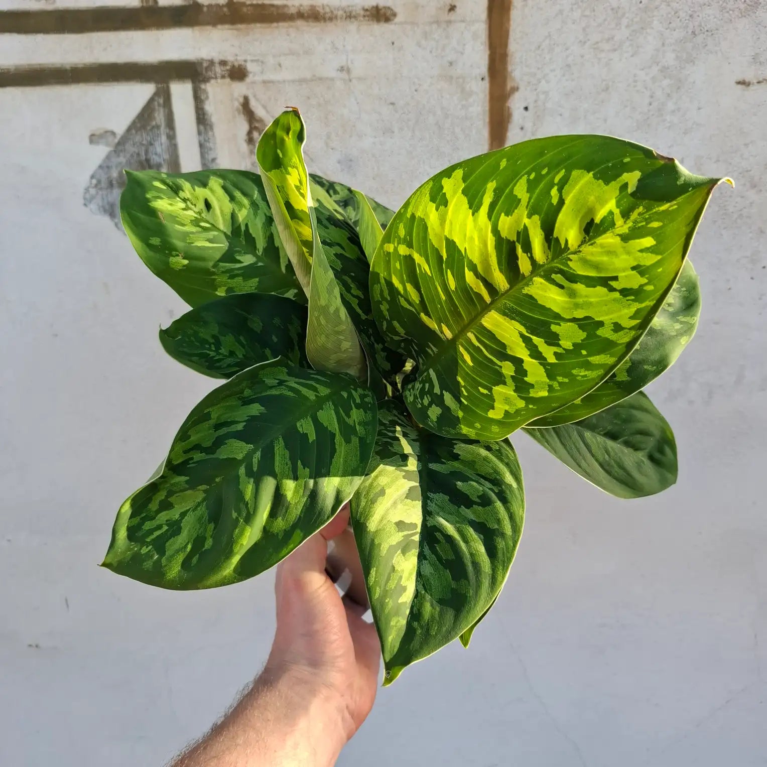 Homalomena Camouflage