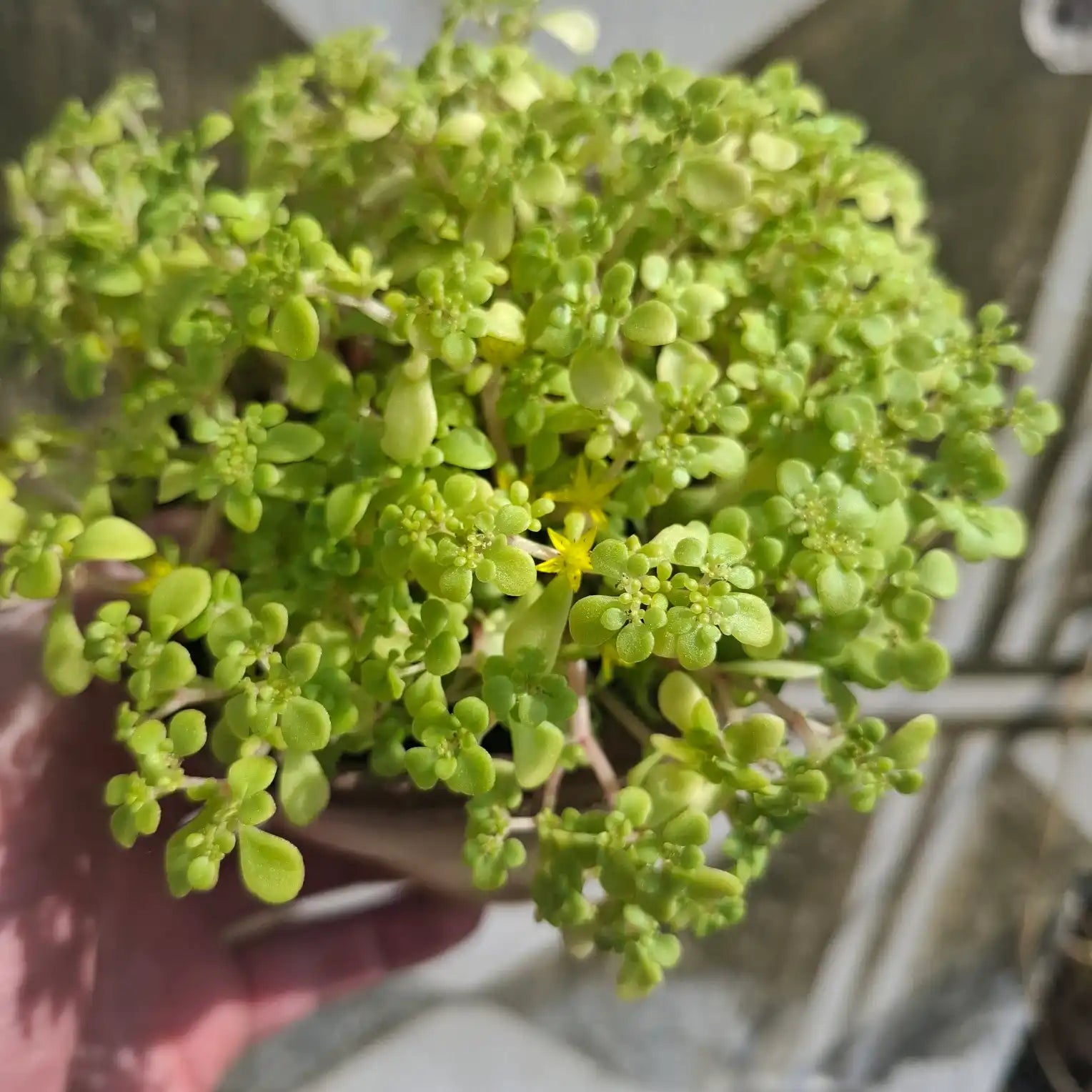 Sedum makinoi 'Kosmosje' Yellow