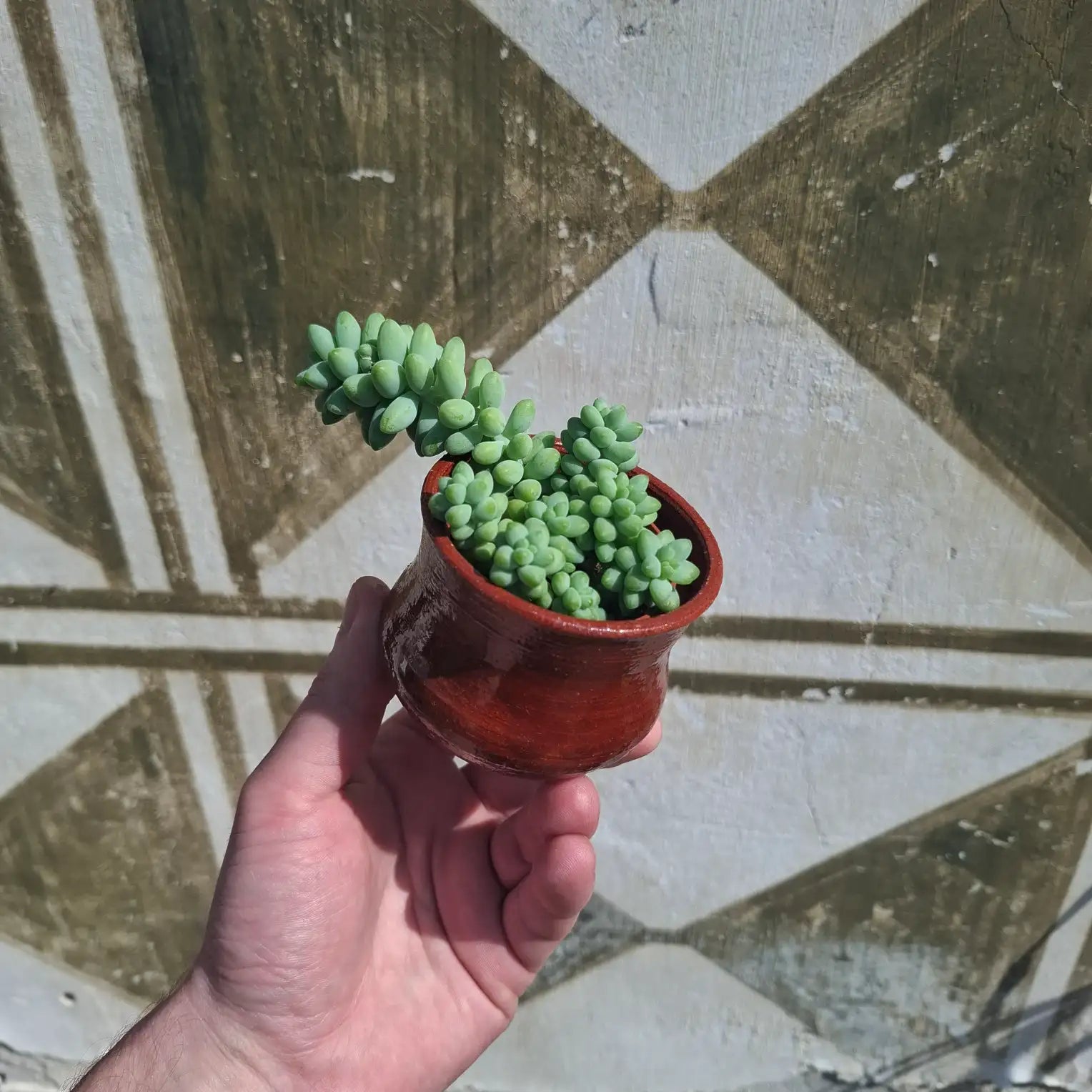 Sedum Burrito