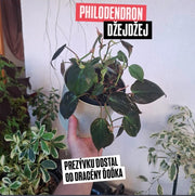 Philodendron Džejdžej