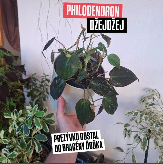 Philodendron Džejdžej