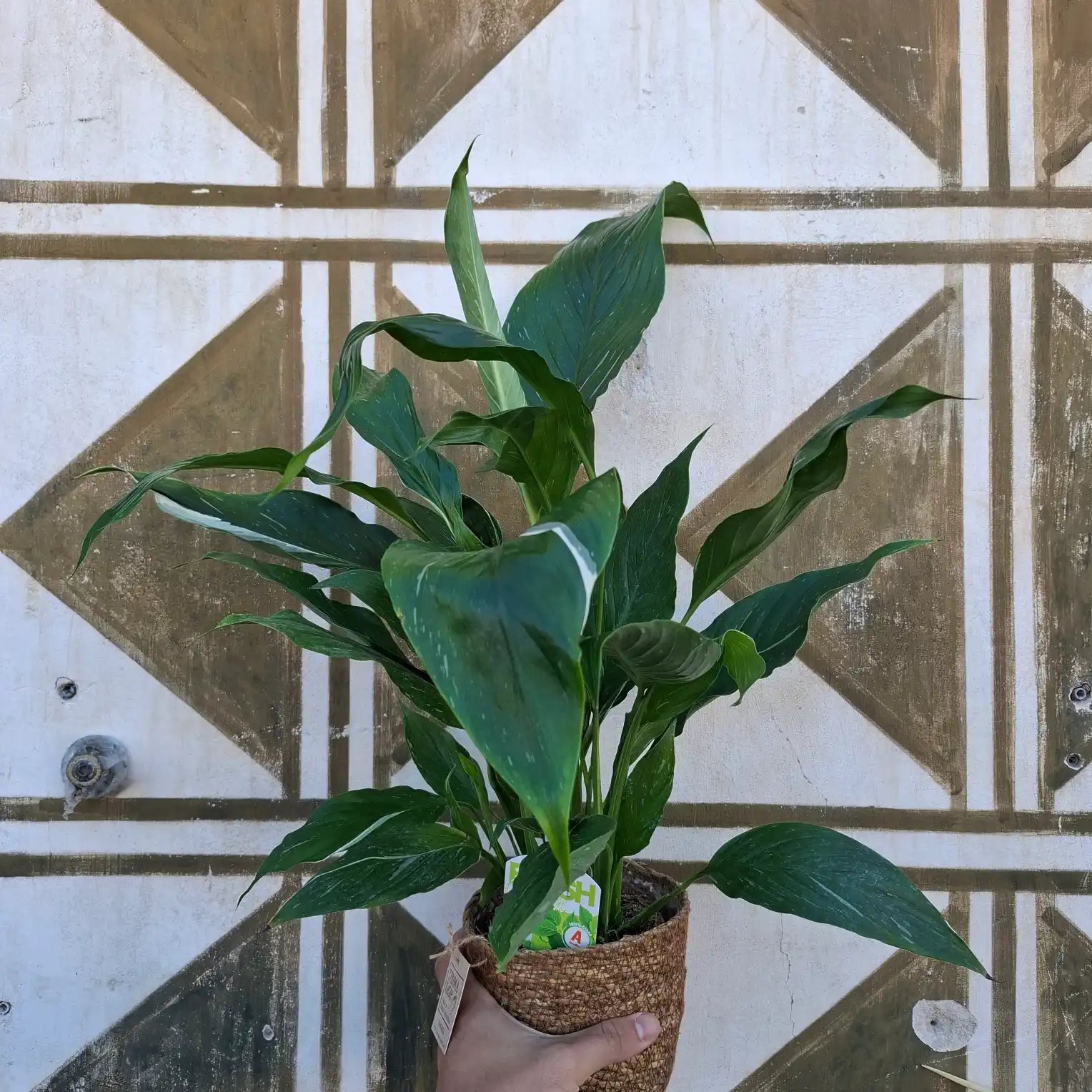 Spathiphyllum Diamond Variegata (Panašovaný lopatkovec)