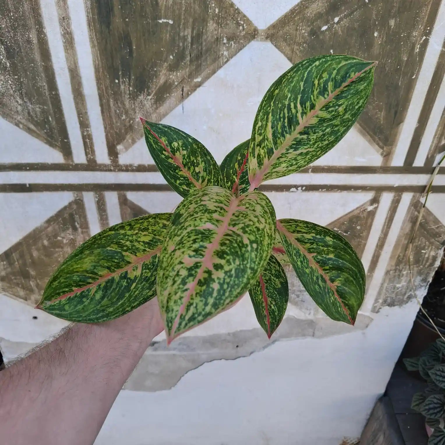 Aglaonema Forest Pink