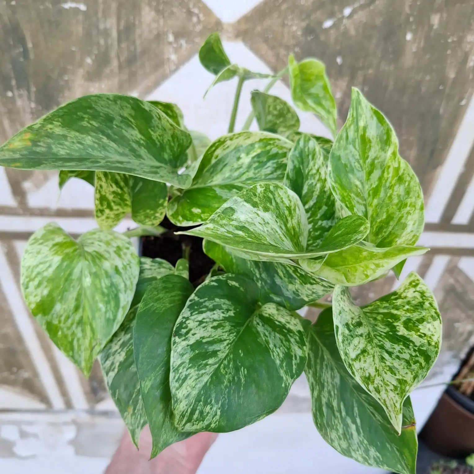 Epipremnum "Marble Queen"