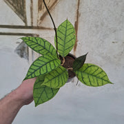 Baby Hoya sp. ‘Sabah’