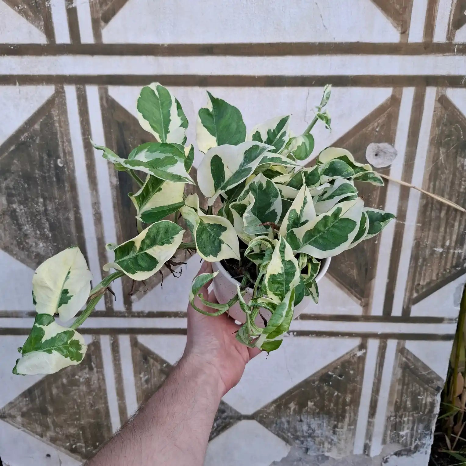 Epipremnum 'N'Joy'