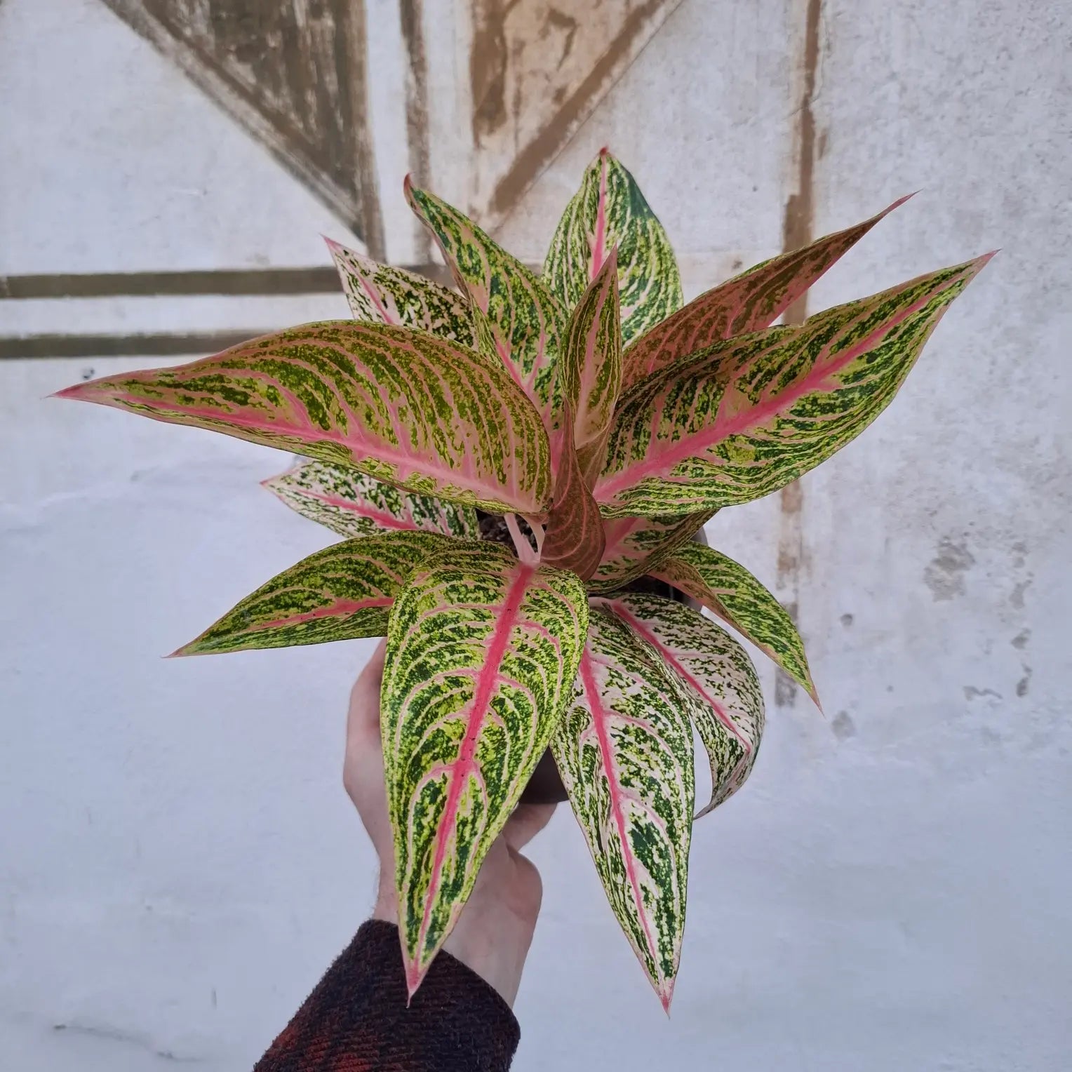 Aglaonema Legacy Pink