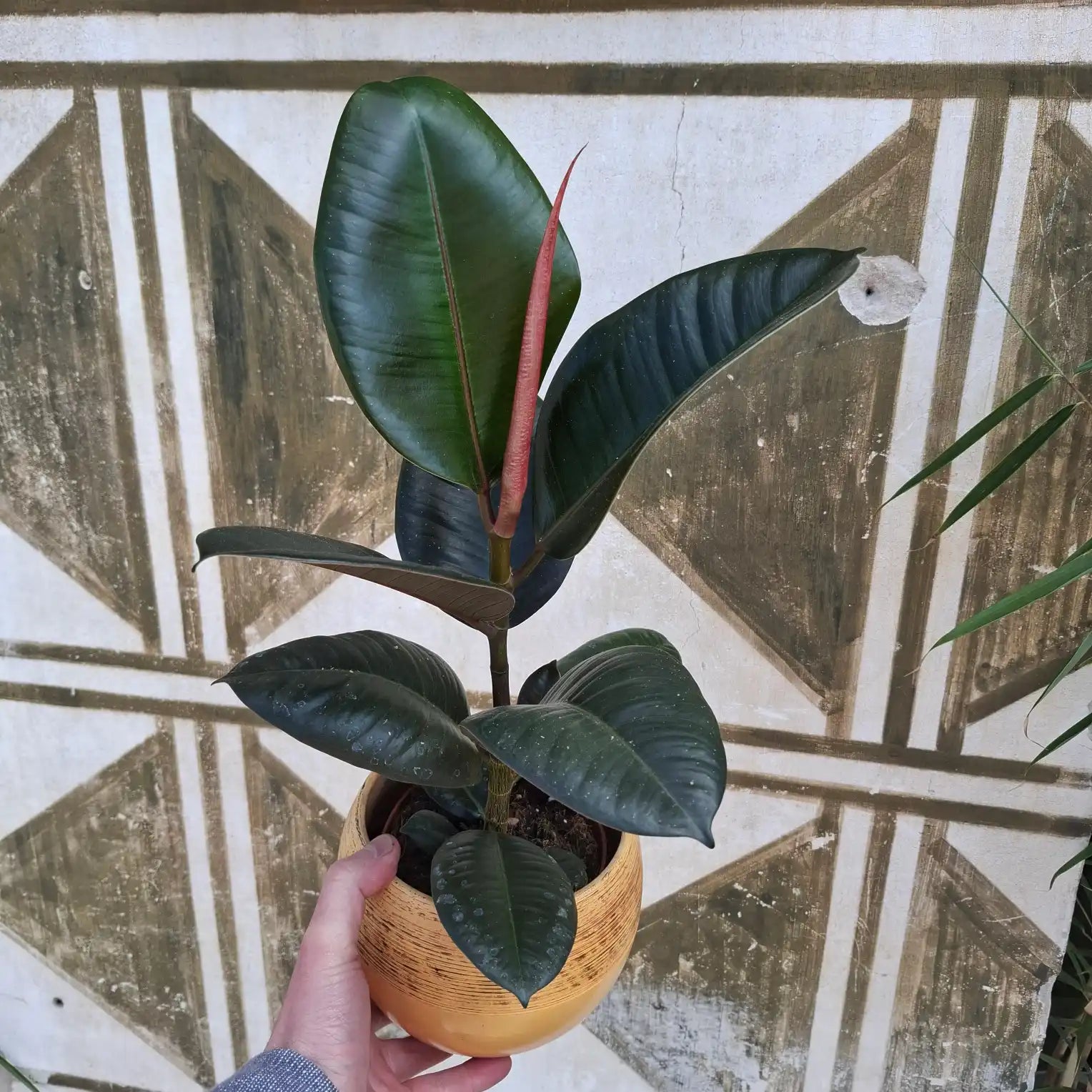 Ficus Elastica 'Robusta'
