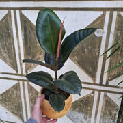 Ficus Elastica 'Robusta'