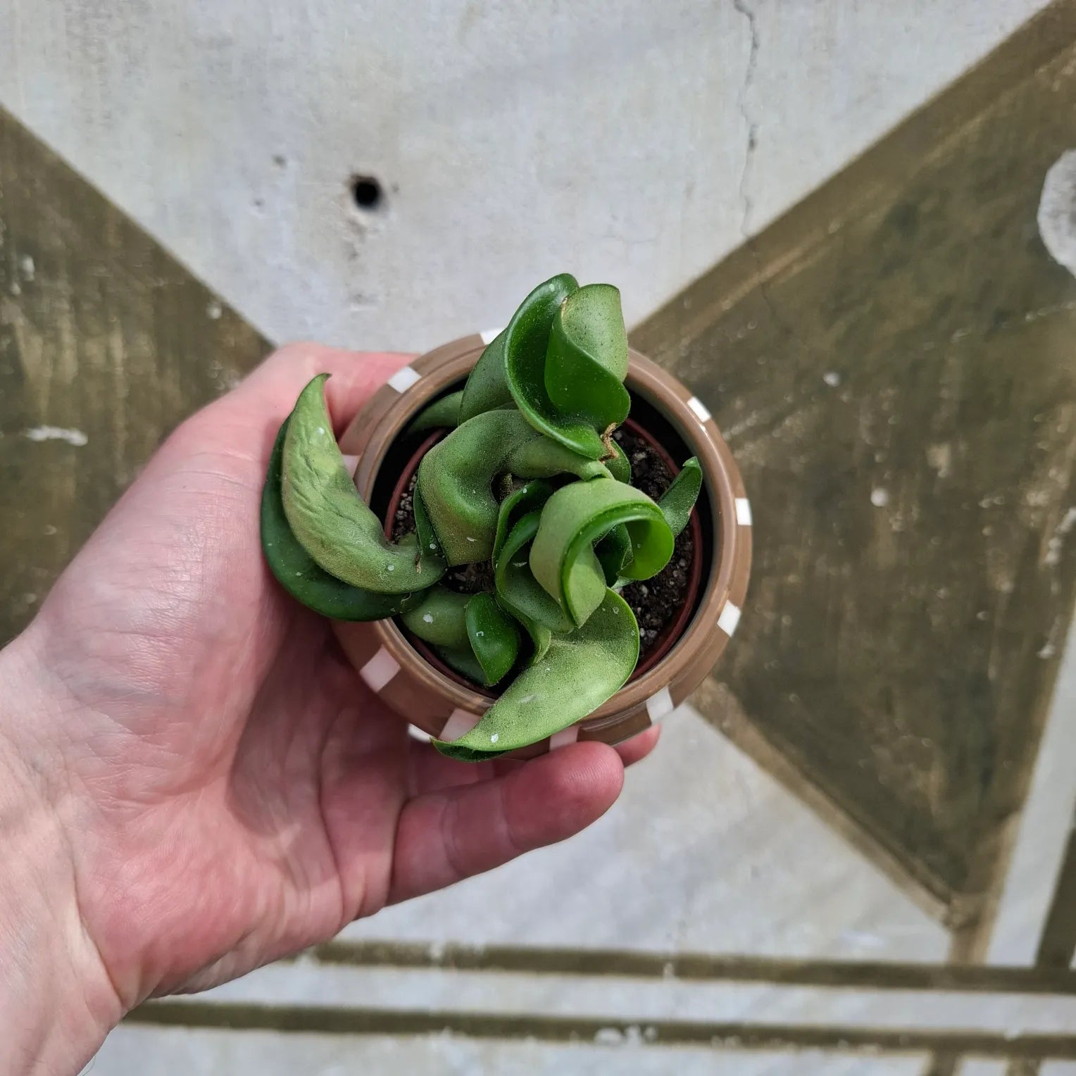 Baby Hoya Compacta "Hindu Rope"