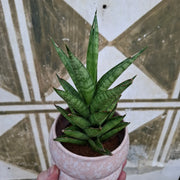 Sansevieria Francisii