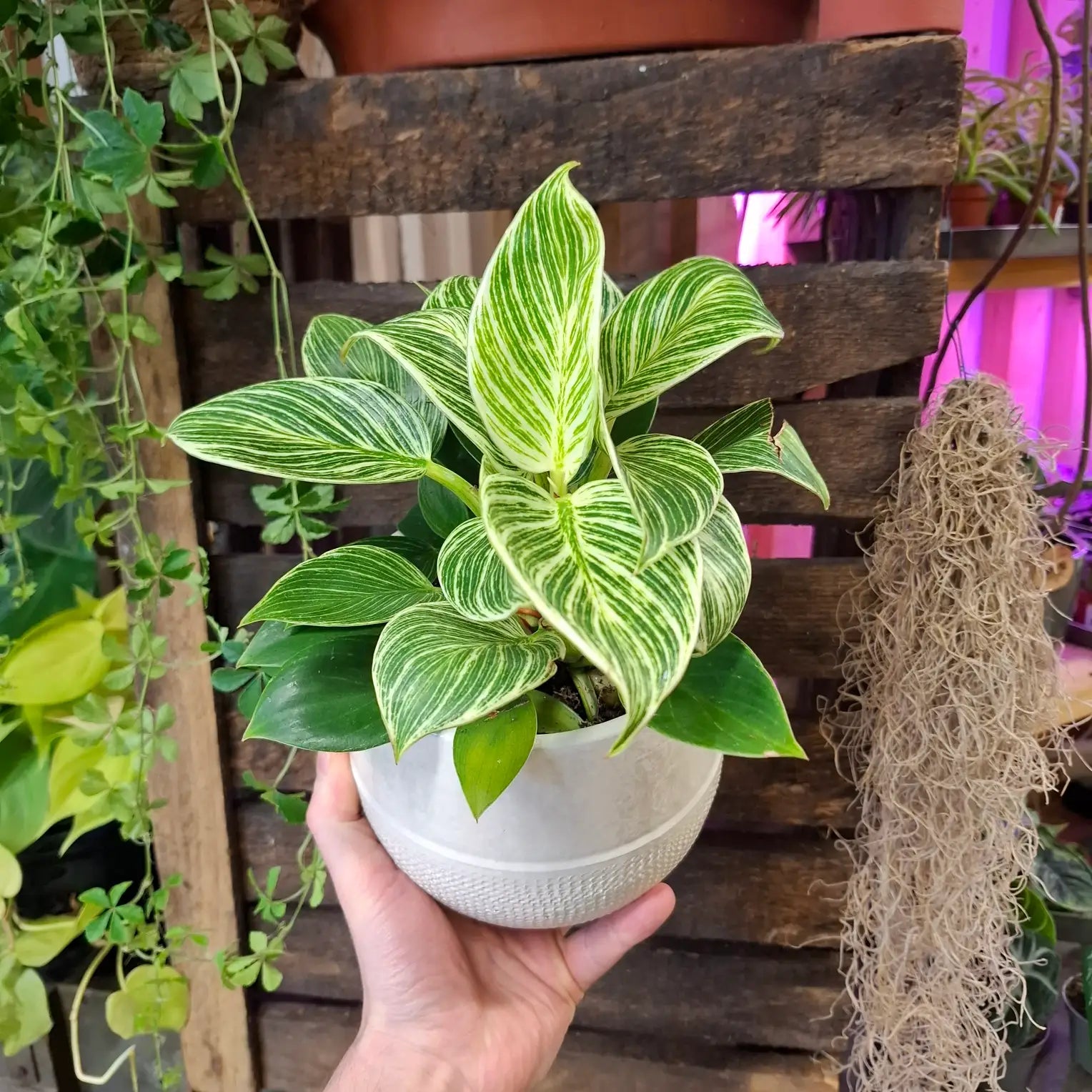 Philodendron Birkin